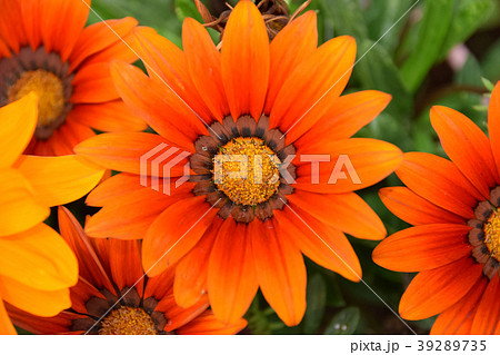 ガザニア　Gazania　「あなたを誇りに思う」　「きらびやか」　「潔白」 39289735
