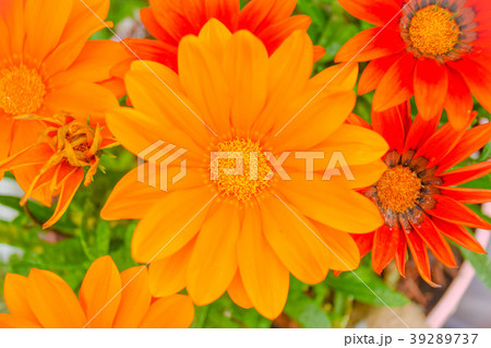 ガザニア　Gazania　「あなたを誇りに思う」　「きらびやか」　「潔白」 39289737