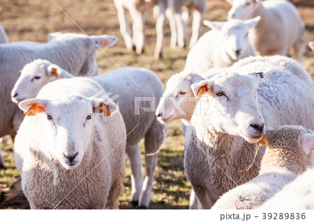 sheep on the field 39289836