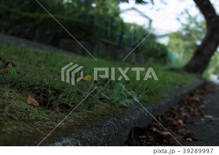 伊東、苔むす道 伊東、苔むす道 39289997