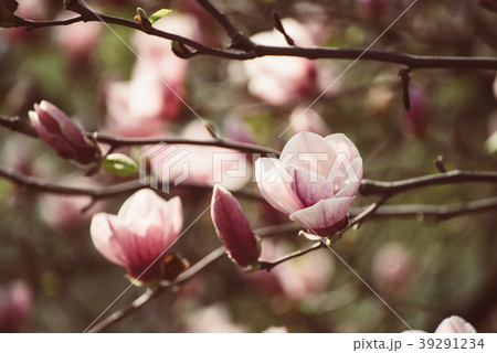 Magnolia spring flowers Magnolia spring flowers 39291234