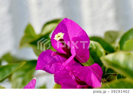 三鷹中原に咲くブーゲンビリア 三鷹中原に咲くブーゲンビリア 39291402