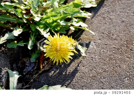 三鷹中原に咲く矮小セイヨウタンポポ 三鷹中原に咲く矮小セイヨウタンポポ 39291403