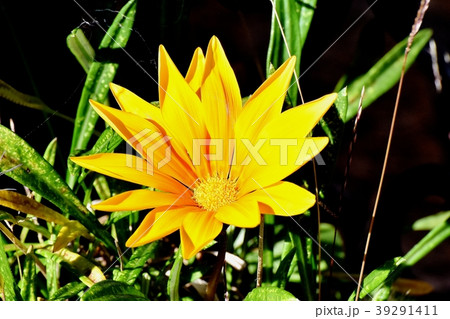 三鷹中原に咲くガザニア 39291411