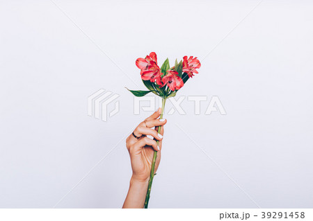 Red flower in female hand with manicure 39291458