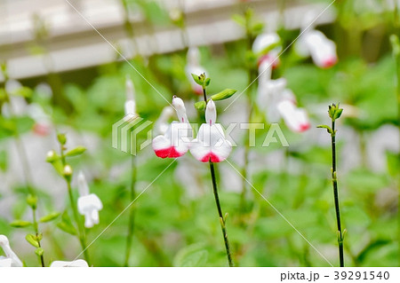 三鷹中原に咲くサルビアミクロフィラ 39291540