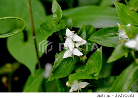 三鷹中原に咲くトキワツユクサ 三鷹中原に咲くトキワツユクサ 39291632