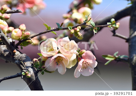三鷹中原に咲くボケの花 三鷹中原に咲くボケの花 39291701