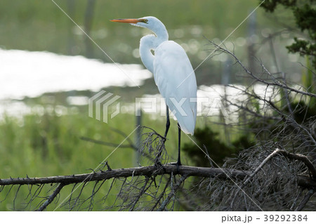 Great white Heron standing on a branch Great white Heron standing on a branch 39292384