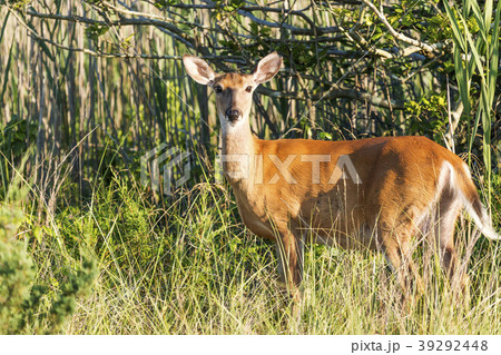 Deer on Fire Island Deer on Fire Island 39292448