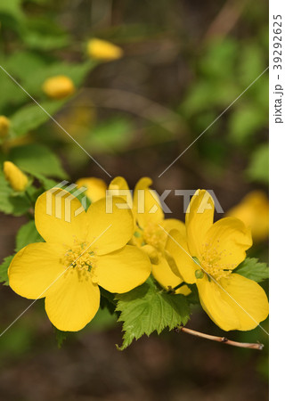 ヤマブキ 39292625