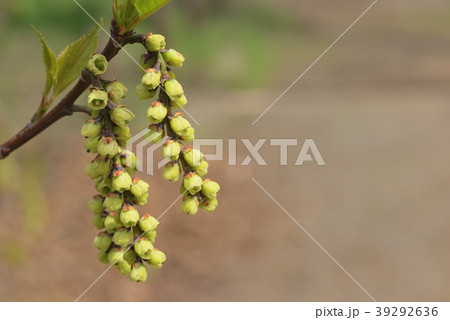 キブシ_雌花序 39292636