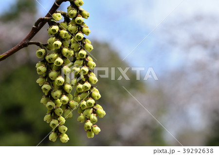 キブシ_雌花序 キブシ_雌花序 39292638