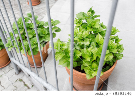 Green plants in pots. Outdoor on the summer patio 39293246
