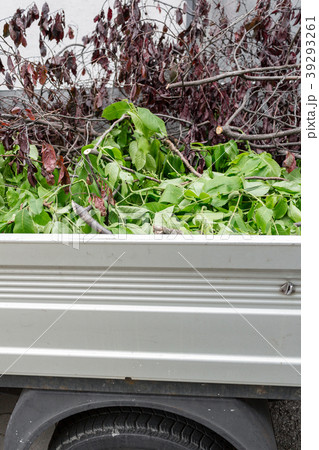 Branches in the back of the truck. The work of the 39293261