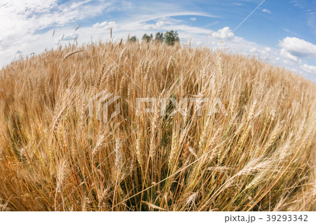 Ripe harvest, agricultural land. Gold wheat field 39293342