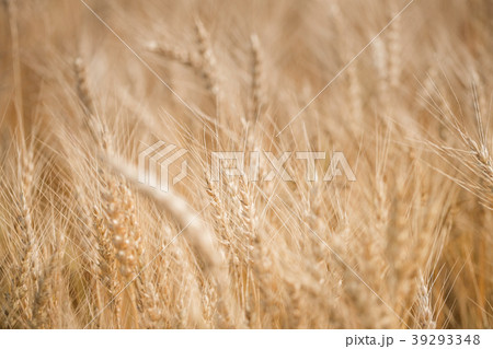 Ripe harvest, agricultural land. Gold wheat field 39293348
