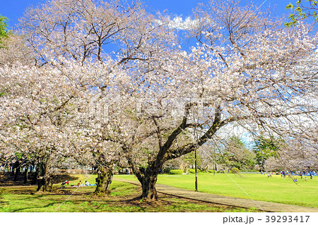 公園でお花見 39293417