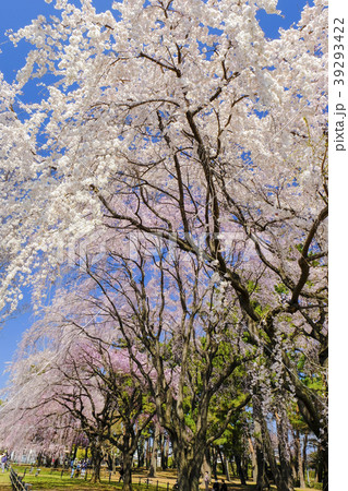 敷島公園のしだれ桜 縦 １の写真素材