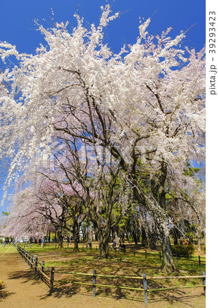 敷島公園のしだれ桜 縦 ２の写真素材