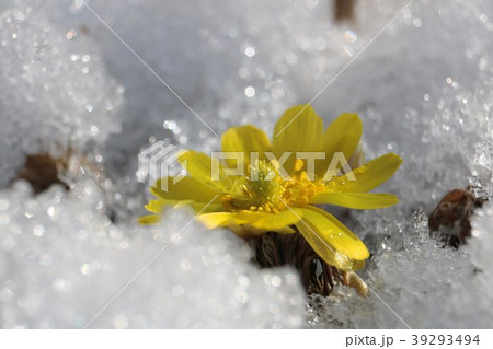 雪のから顔だす初春の黄色い福寿草 39293494