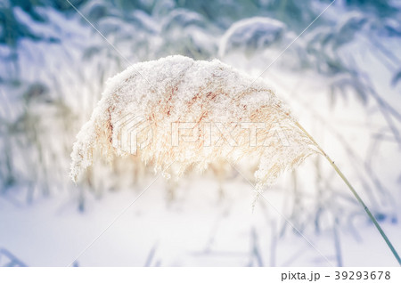 Winter day on frozen lake with dry reed grasses 39293678