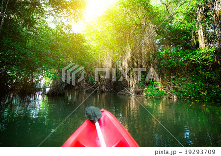 Paddling canoe through fantasy mangrove forest 39293709