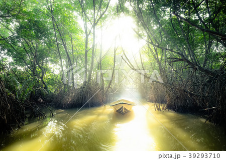 Mysterious mangrove rain forest. Sri Lanka Mysterious mangrove rain forest. Sri Lanka 39293710