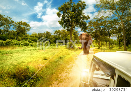 Exploring lwild elephants at jeep safari.Sri Lanka Exploring lwild elephants at jeep safari.Sri Lanka 39293754