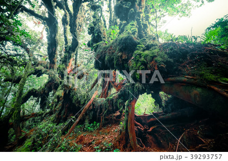 Mysterious vegetation of tropical rainforest Mysterious vegetation of tropical rainforest 39293757