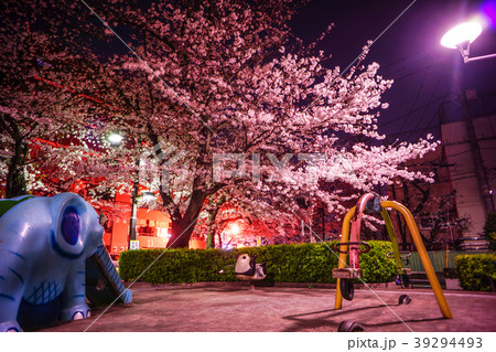 公園の桜 39294493
