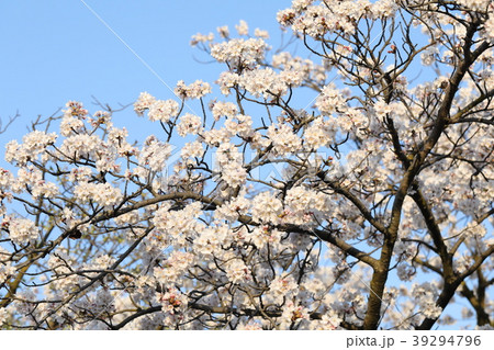 さくら さくら 39294796