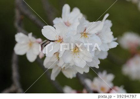 さくら さくら 39294797