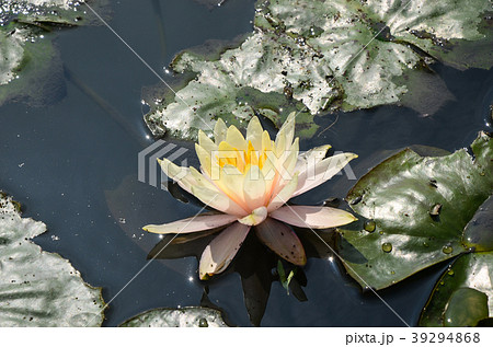 湿生植物 水やり 池 39294868