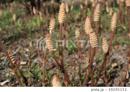 土筆 土筆 39295153