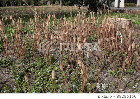 土筆 土筆 39295156