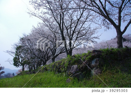 日野江城跡の桜 南島原市 日野江城跡の桜 南島原市 39295303