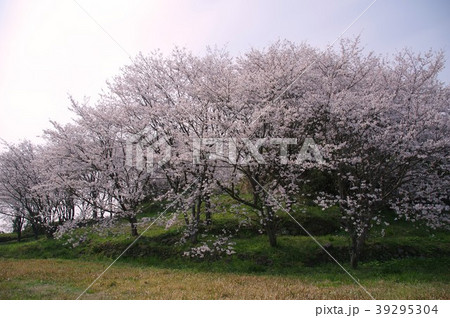 日野江城跡の桜　南島原市 39295304