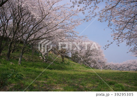 日野江城跡の桜　南島原市 39295305