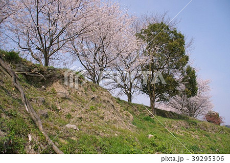 日野江城跡の桜 南島原市の写真素材