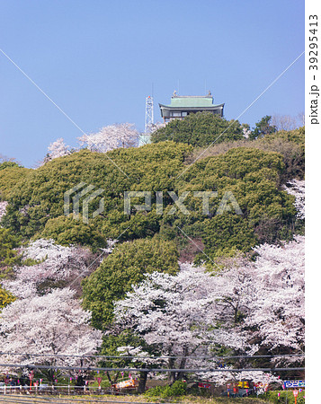 小牧山と小牧城と桜　遠景 39295413