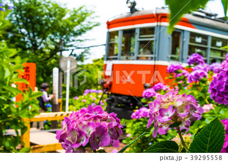 紫陽花の花 39295558