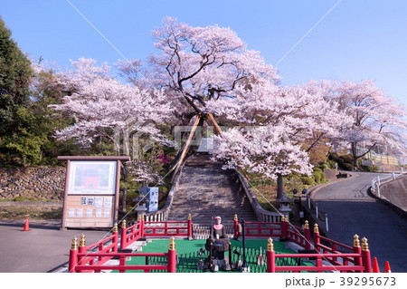 宇都宮市　慈光寺のエドヒガンザクラ 39295673