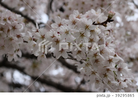 郡山市の藤田川ふれあい桜 郡山市の藤田川ふれあい桜 39295865