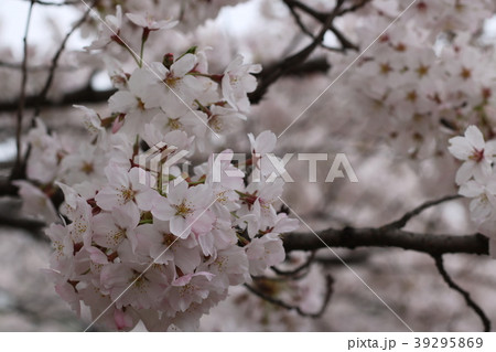 郡山市の藤田川ふれあい桜 郡山市の藤田川ふれあい桜 39295869