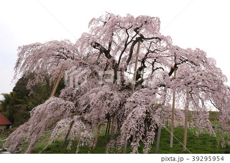 福島県の三春滝桜 福島県の三春滝桜 39295954