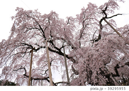 福島県の三春滝桜 福島県の三春滝桜 39295955