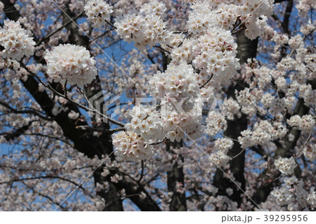満開の桜 満開の桜 39295956