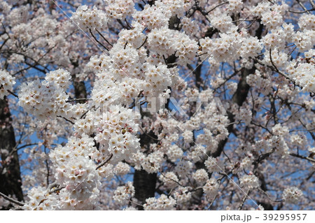満開の桜 満開の桜 39295957
