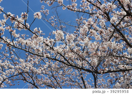 満開の桜 39295958